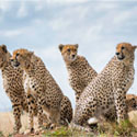4N 5D Kenya Safari Fixed Departure Tour Adler Tours